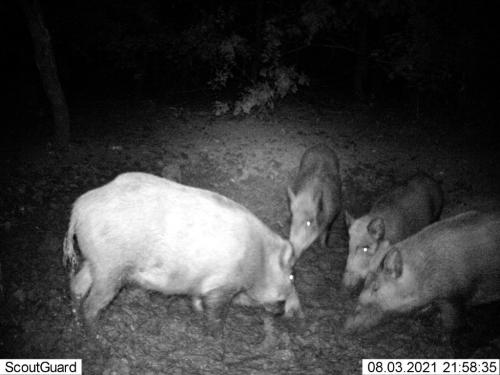 wildcam032