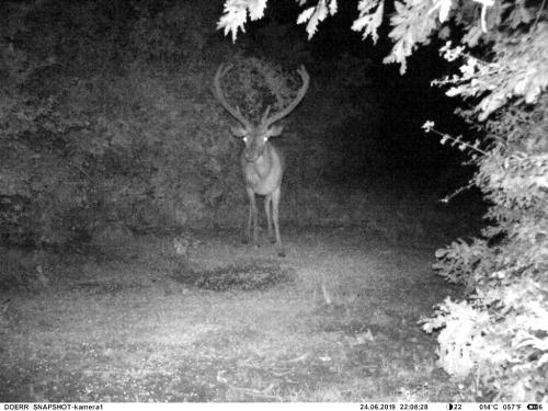 wildcam033