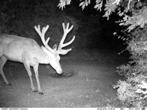 wildcam034