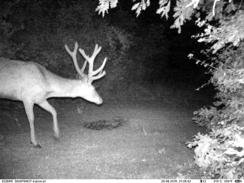 wildcam035
