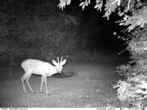 wildcam036