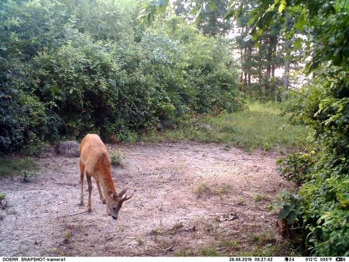 wildcam037