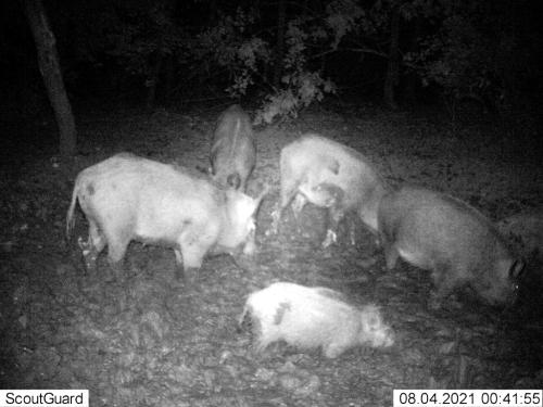 wildcam038