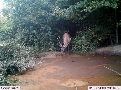 wildcam043