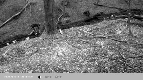 wildcam044