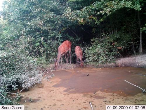 wildcam046