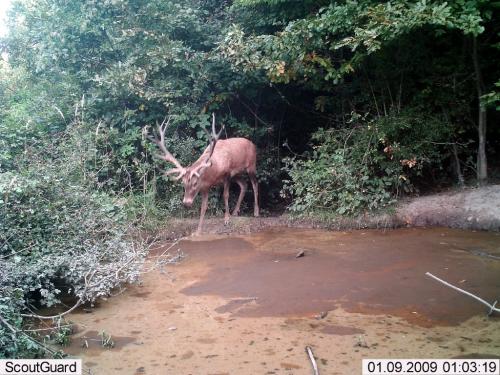 wildcam047