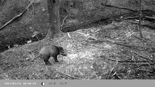 wildcam048