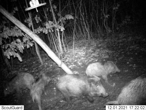 wildcam049