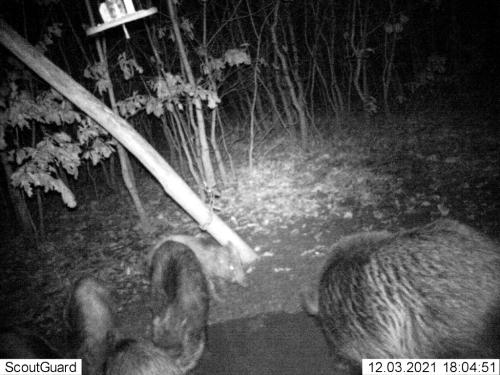wildcam050