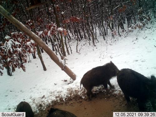 wildcam051