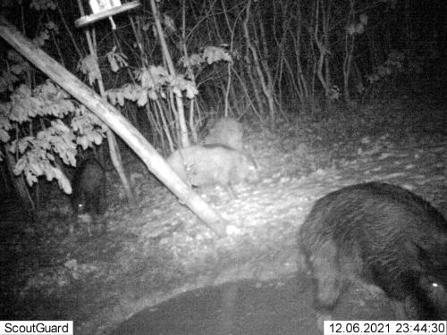 wildcam052