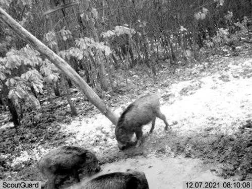 wildcam053