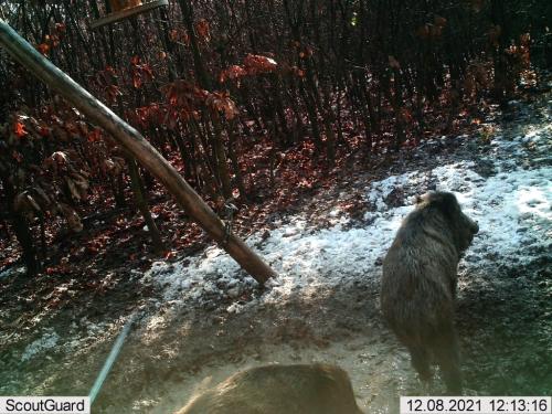 wildcam054
