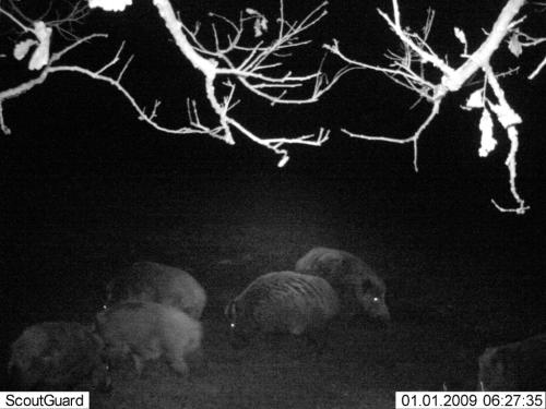 wildcam056