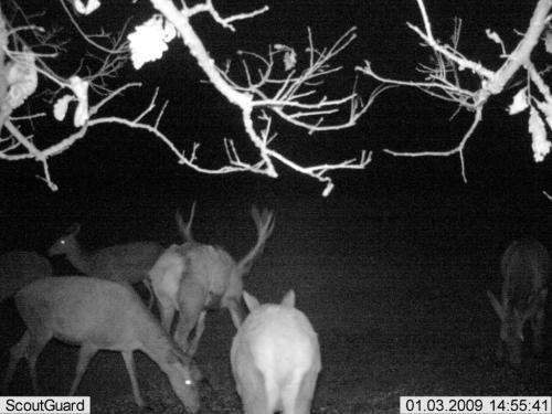 wildcam057