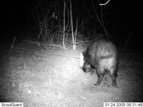 wildcam061